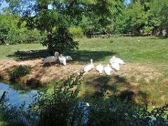101PARC AUX OISEAUX DANS L AIN 2016 1_000050